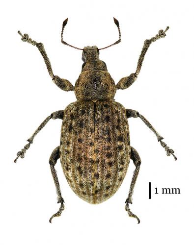 Réf. 183 636 : Liophloeus tessulatus